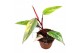 Philodendron philodendron strawberry shake 1 pp 