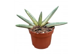 Sansevieria sansevieria boncel variegata 1 pp