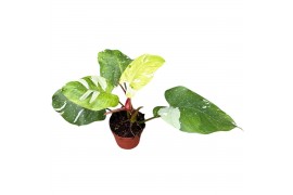 Philodendron philodendron fresh aurea 1 pp