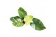 Philodendron philodendron fresh aurea 1 pp 