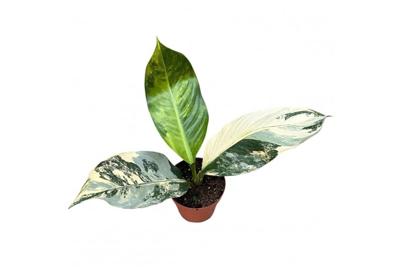 Kamerplanten Dieffenbachia Big Ben 4 pp 