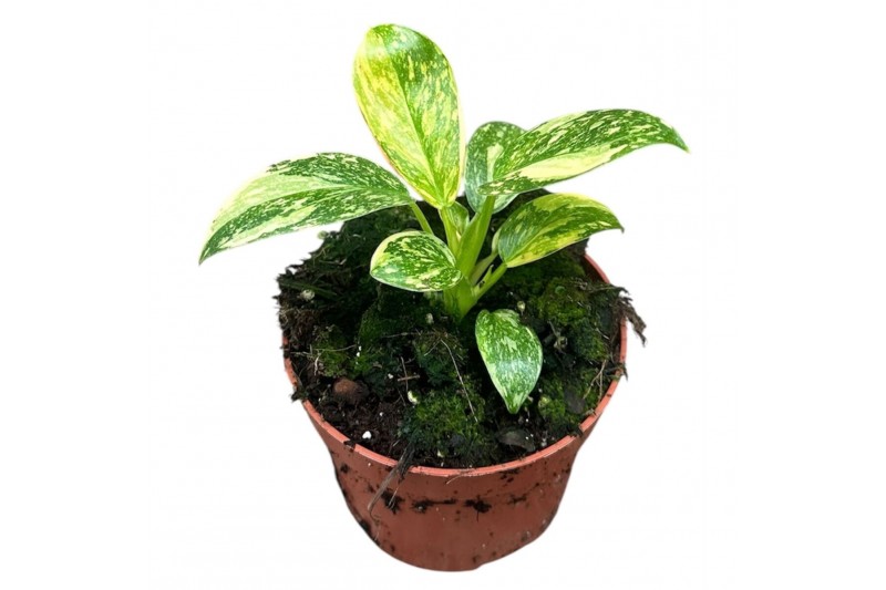 Philodendron philodendron green congo hybrid 1 pp 