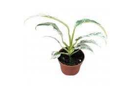 Kamerplanten Rhaphidophora Puberula Variegata 1 pp