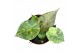 Alocasia Alocasia wentii aurea 1 pp 