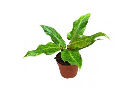 Philodendron Philodendron Orange Marmelade 2 pp
