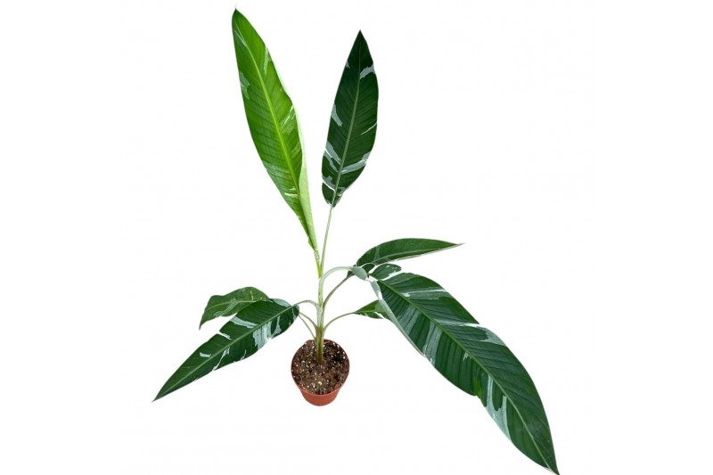 Musa Musa Florida 1 pp 