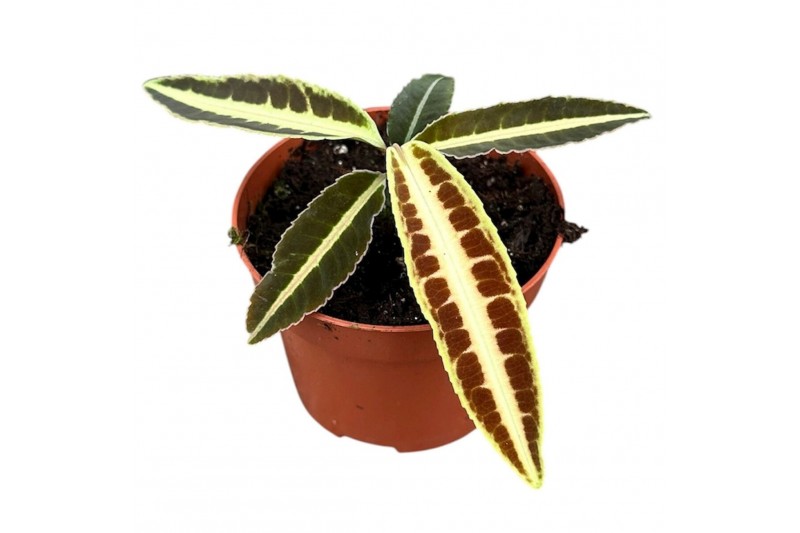 Kamerplanten Labisia Jabi 1 pp 