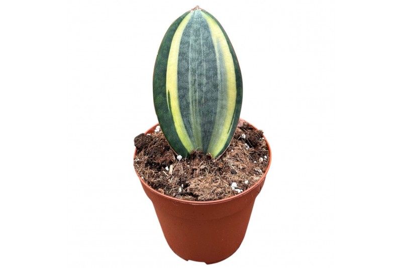 Sansevieria Sansevieria Masoniana 1 pp 
