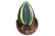Sansevieria Sansevieria Masoniana 1 pp 