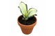 Sansevieria Sansevieria Wendy Yellow 1 pp 