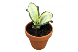 Sansevieria Sansevieria Wendy Yellow 1 pp
