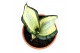 Sansevieria Sansevieria Wendy Yellow 1 pp 