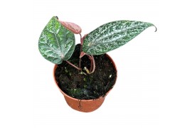 Kamerplanten Piper Ornatum 1 pp