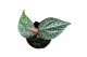 Kamerplanten Piper Ornatum 1 pp 