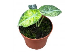 Alocasia Alocasia Ninja Tricolor 1 pp