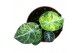 Alocasia Alocasia Ninja Tricolor 1 pp 