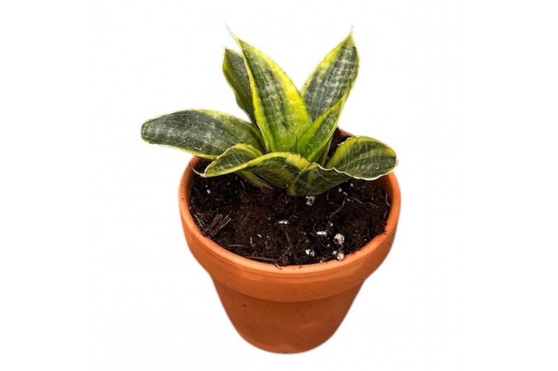 Sansevieria Sansevieria Gabriella Aurea 1 pp 