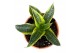 Sansevieria Sansevieria Gabriella Aurea 1 pp 
