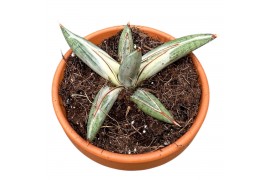 Sansevieria Sansevieria Lavranos Blue Clone 1 pp