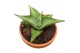 Sansevieria Sansevieria Manee Thawee 1 pp 