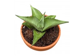 Sansevieria Sansevieria Manee Thawee 1 pp