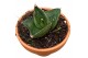 Sansevieria Sansevieria Opera House 1 pp 