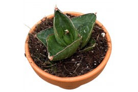 Sansevieria Sansevieria Opera House 1 pp