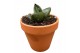 Sansevieria Sansevieria Opera House 1 pp 