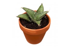 Sansevieria Sansevieria Tower Gray 1 pp