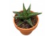 Sansevieria Sansevieria Prabu 1 pp 
