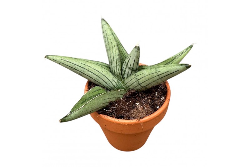 Sansevieria Sansevieria Rookie 1 pp 