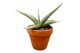 Sansevieria Sansevieria Swan Dancer 1 pp 