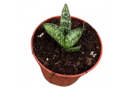 Sansevieria Sansevieria Zebra 1 pp