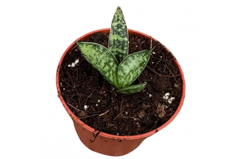 Sansevieria Sansevieria Zebra 1 pp 