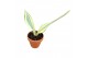 Sansevieria Sansevieria Moonshine Splash 1 pp 
