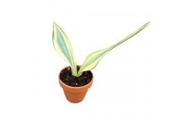 Sansevieria Sansevieria Moonshine Splash 1 pp