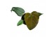 Anthurium Anthurium Queen Of Hearts zonder bloem bl. 