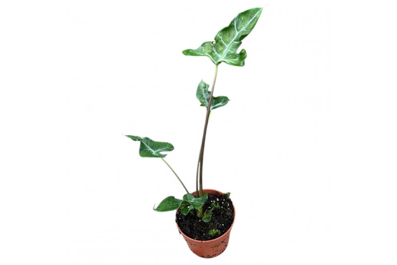Alocasia Alocasia Teletubbies 1 pp 