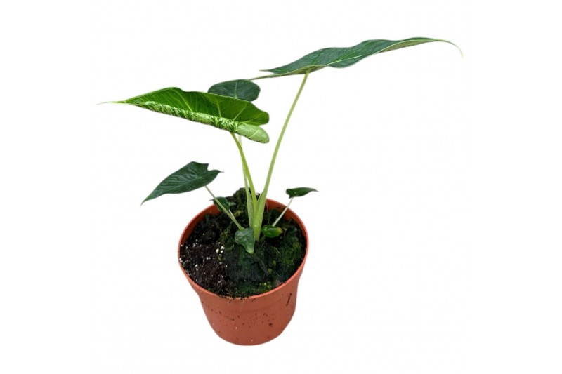 Alocasia Alocasia Frydek Tattoo 1 pp 