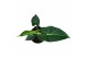 Alocasia Alocasia Frydek Tattoo 1 pp 