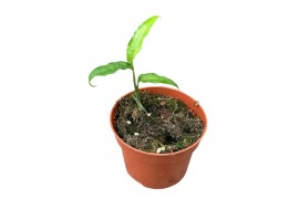 Monstera Monstera Obliqua Yasuni 1 pp