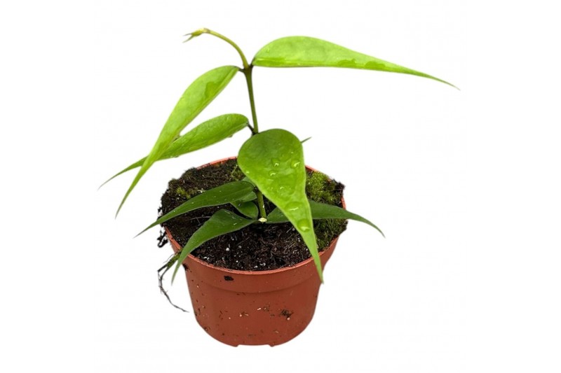 Hoya Hoya Polyneura Vietnam 2.5 - 4.9  cm 1 pp 