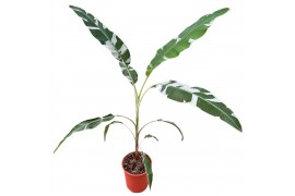 Musa Musa Florida 1 pp