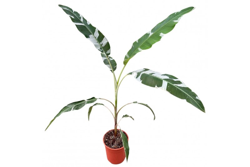 Musa Musa Florida 1 pp 