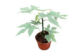 Kamerplanten Cnidoscolus Aconitifolius Variegata 1 pp