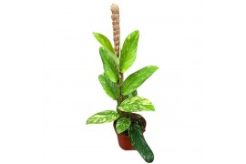 Kamerplanten Rhaphidophora Elliptica Aurea 1 pp