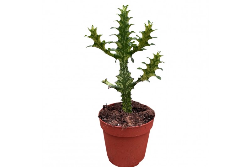 Kamerplanten Euphorbia Lactea Variegata 1 pp 