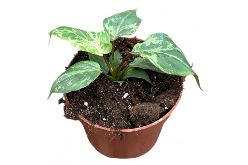 Philodendron Philodendron Gloriosum Snow Leopard 1 pp 