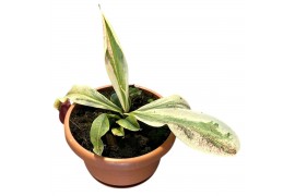 Nepenthes Nepenthes Viking x Ampullaria Variegata 1 pp