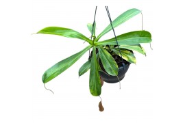 Nepenthes Nepenthes Alata Aurea 1 pp